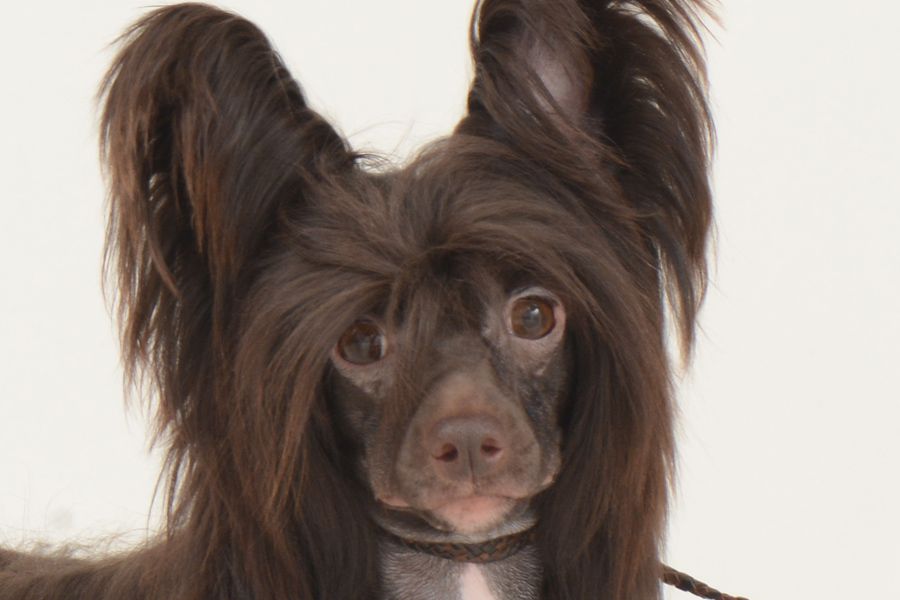 Milisenta Zavetnaya Mechta