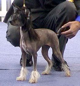 Camelot's Yucatan Bella Luna