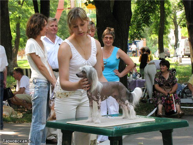 Crested Charm Zippi Butterfly