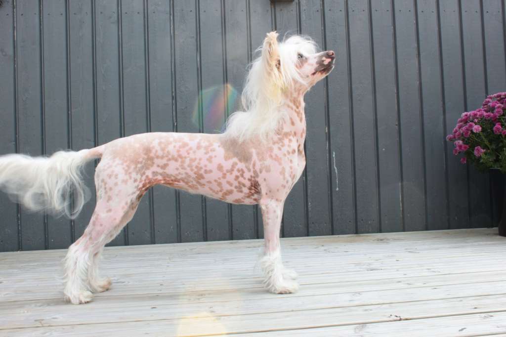 Maybell's Nougat Topped