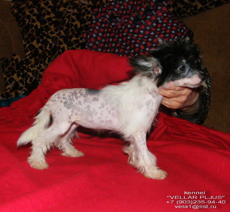 Vellar Pljus Leprikon