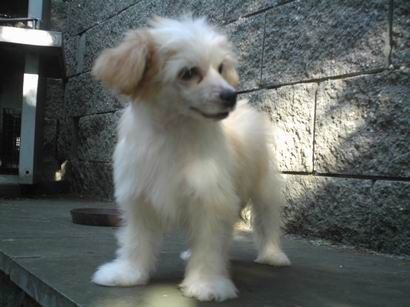 Giacomo de Angelo Al Maarii Sapphire