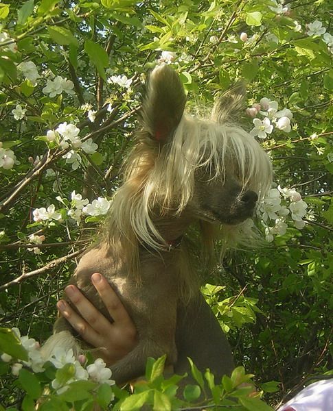 Zholesk Secret Gun Karnelius