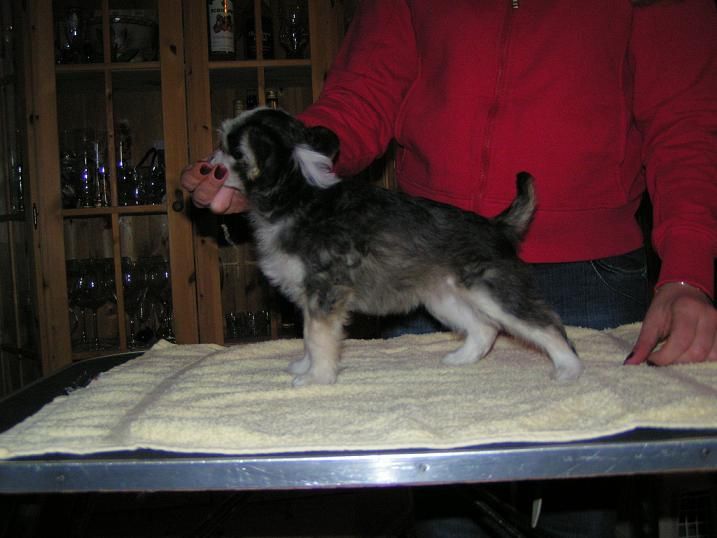 Lucky Line's Exotic Type