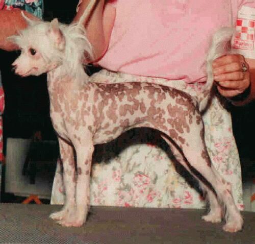 Athame Nauset Dance Smartly