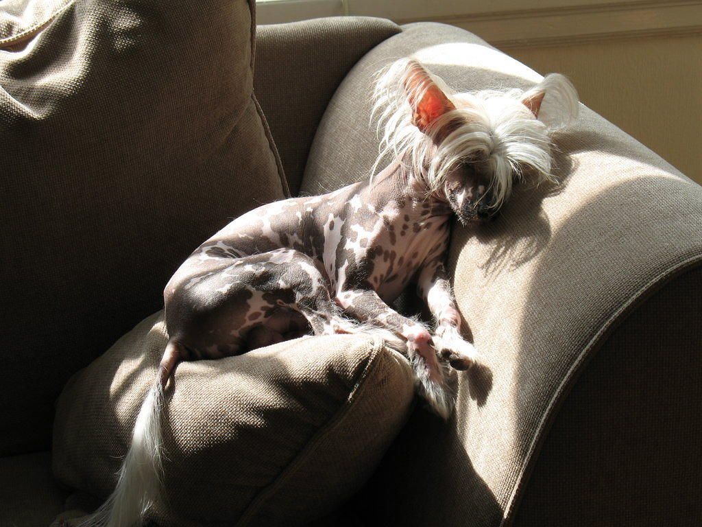 Trollmyren's Herr Nilsson