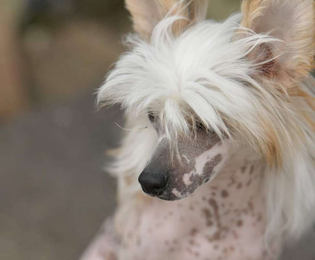 HitLine Ltd Chester Orloff