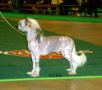 Kiikunkaakun Cucculuuruu