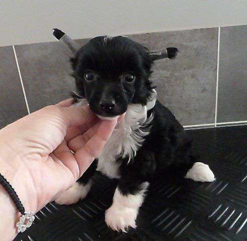 Taï Mandchou's Likora Night