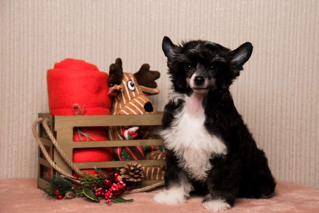 Anna Sky Kennel Noemi