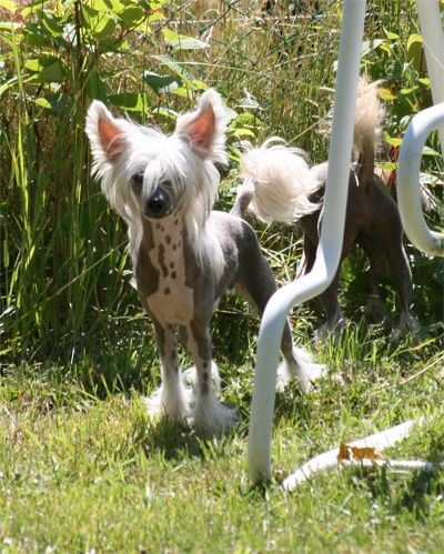 Kukur Baba's Blossom Sweet