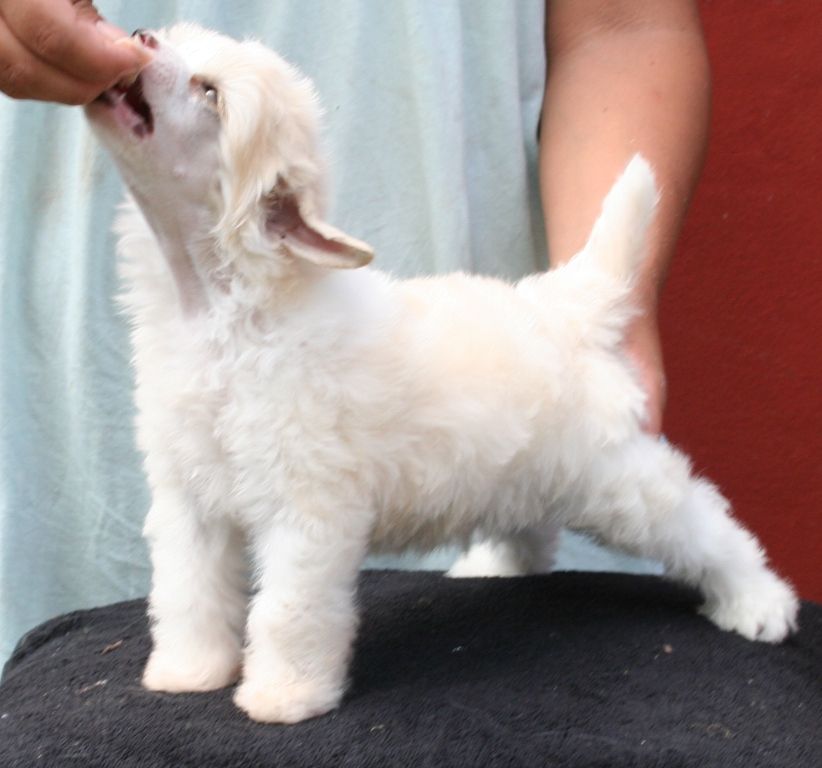 Crest'd Label American Cowboy