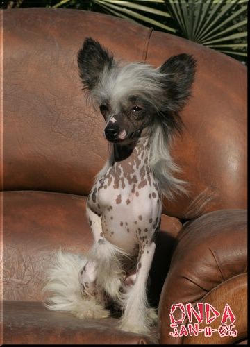 La Giocconda Della Castafiore