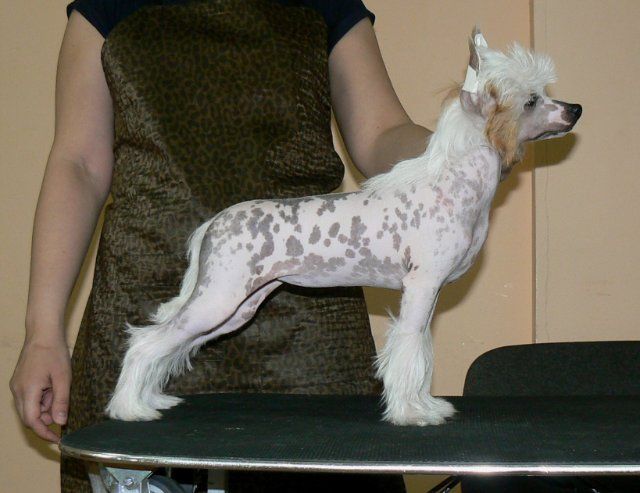 Stardust iz Diamond Sity