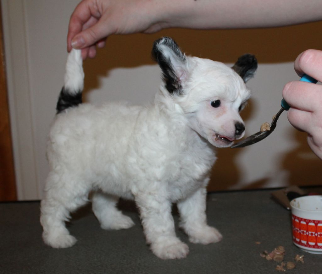 Laronja's Shanghai Noon