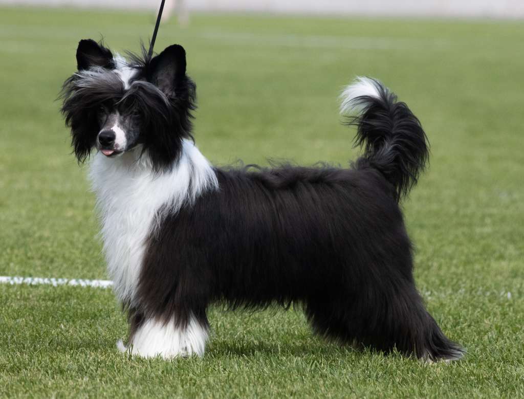 Crestilux Hello Handsome