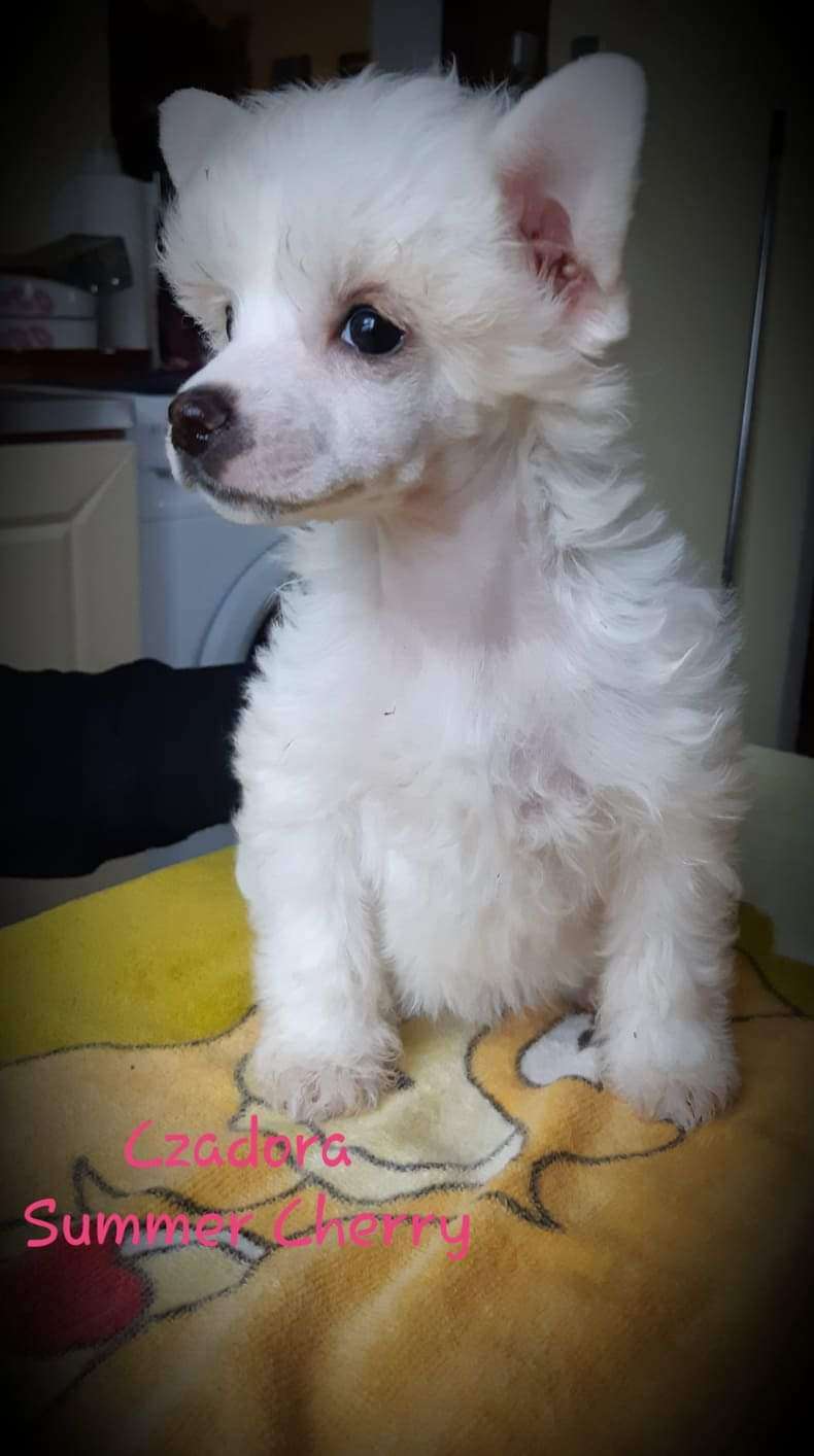 Czadora Summer Cherry
