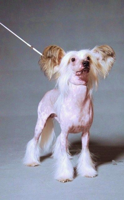 Shanel Glamour Huston  Legendary Star