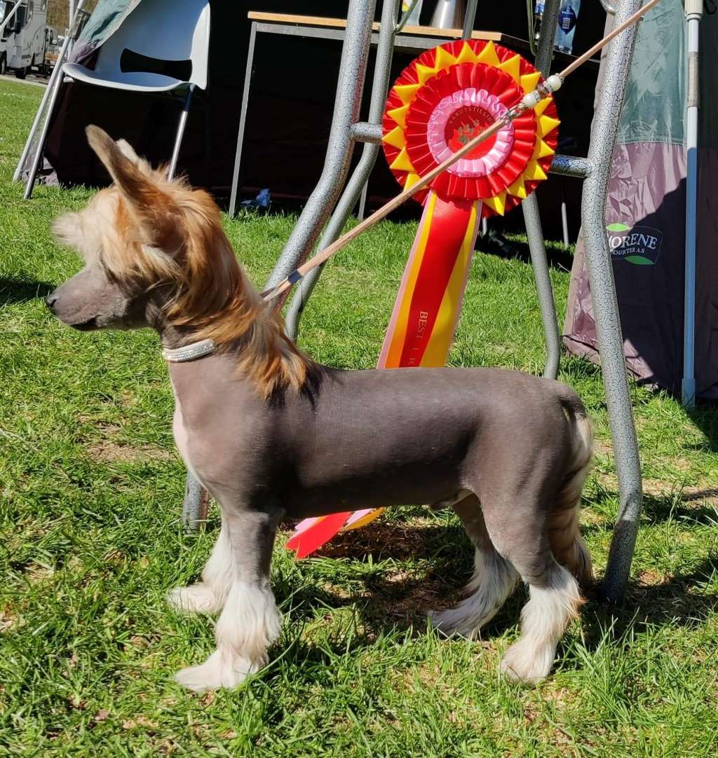 Jean Dark A Last Song