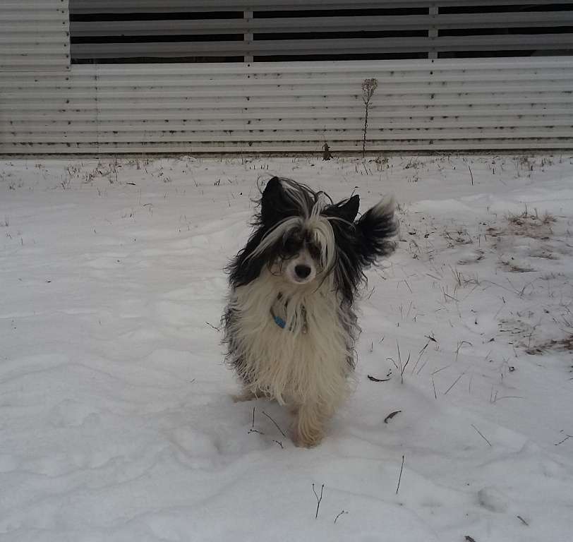 Sirenevii  Liker  dlya Liris