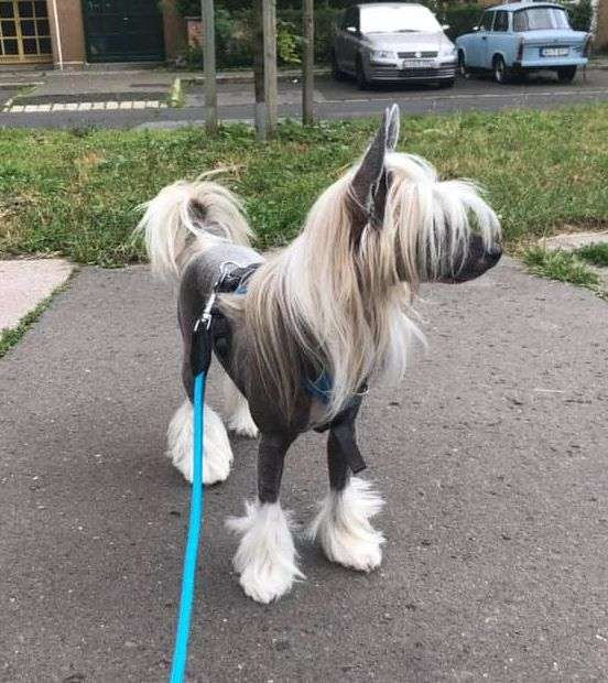 Fundoklia-völgyi Kaszanics Sydney