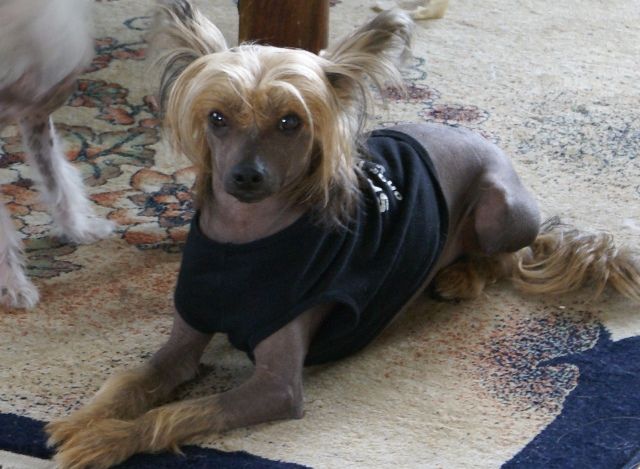 Eugenios Goldmember O' Schotborg