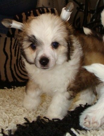 Oskar Premium  Bonus Westtai