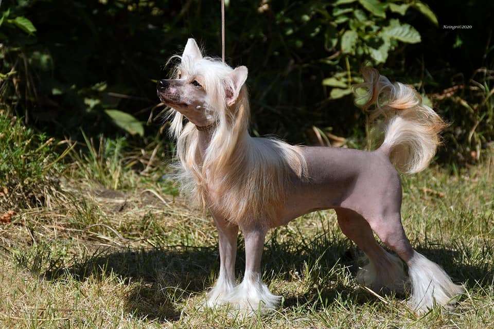 Mashama Mazi Rus Vita Aula