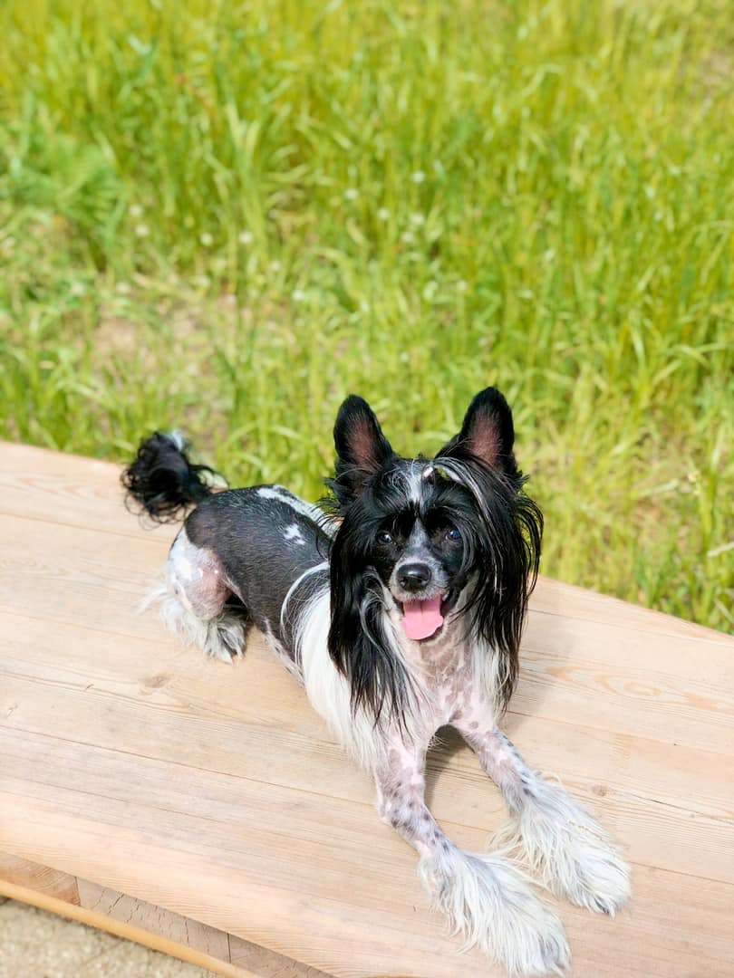 Bluebell So Close To Blue