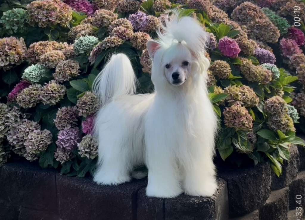 Taja Classic Couture