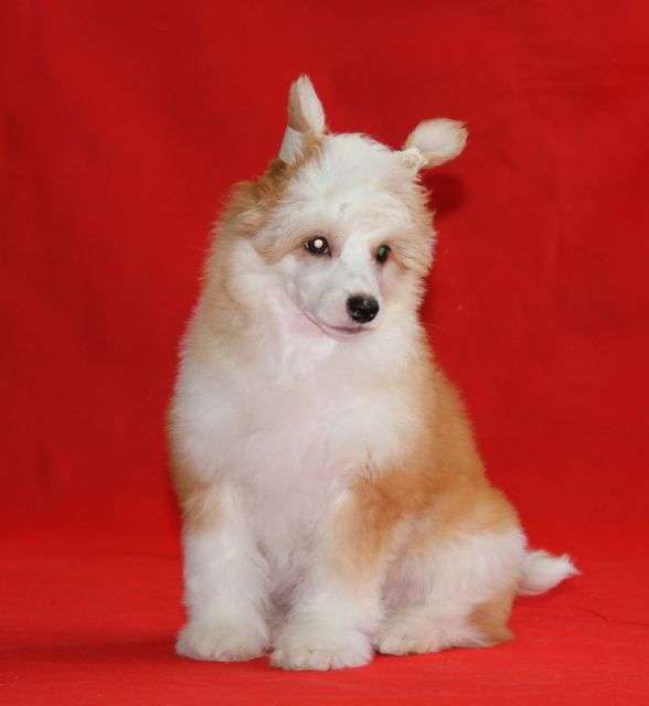 Jean Lebery Tutua Dlya Liris