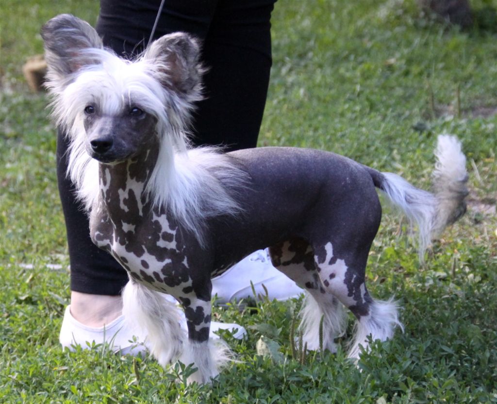 Aquacrest Order In Court