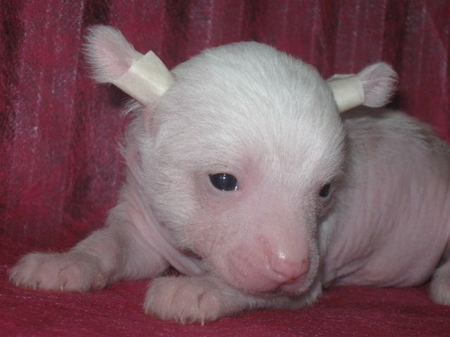 Picture