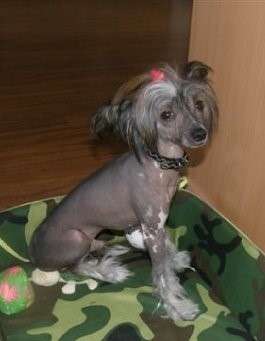 Blue Berry Family-frost