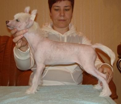 Kredo Festa Daffodil