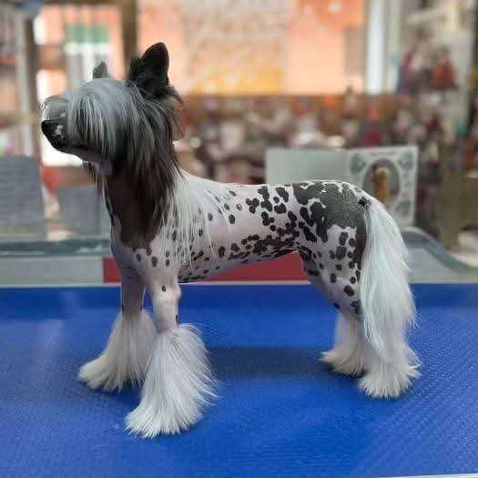 Coromar I'm your Barby