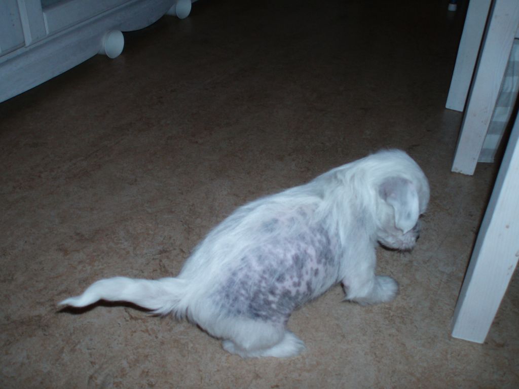 Idanixx Alan A Diamond Star