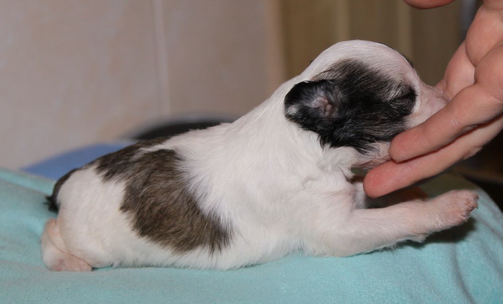 Premier Mari Butterfly