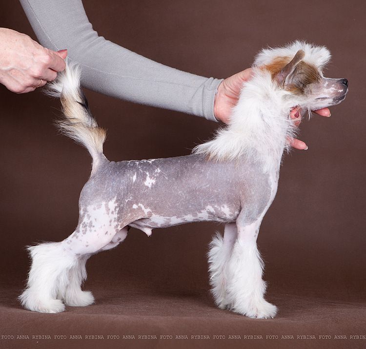 Dogland Happy Zephyr With Chocolate