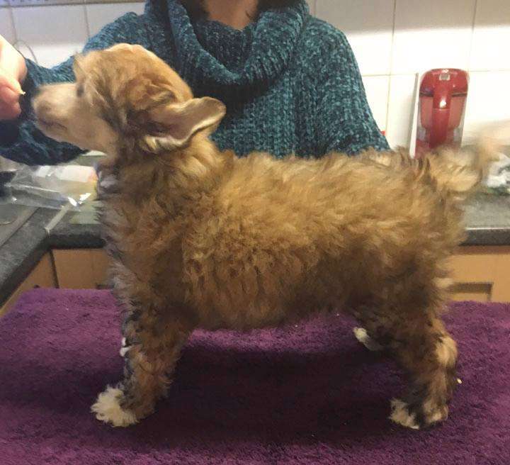 Parcauwen Secret Legacy