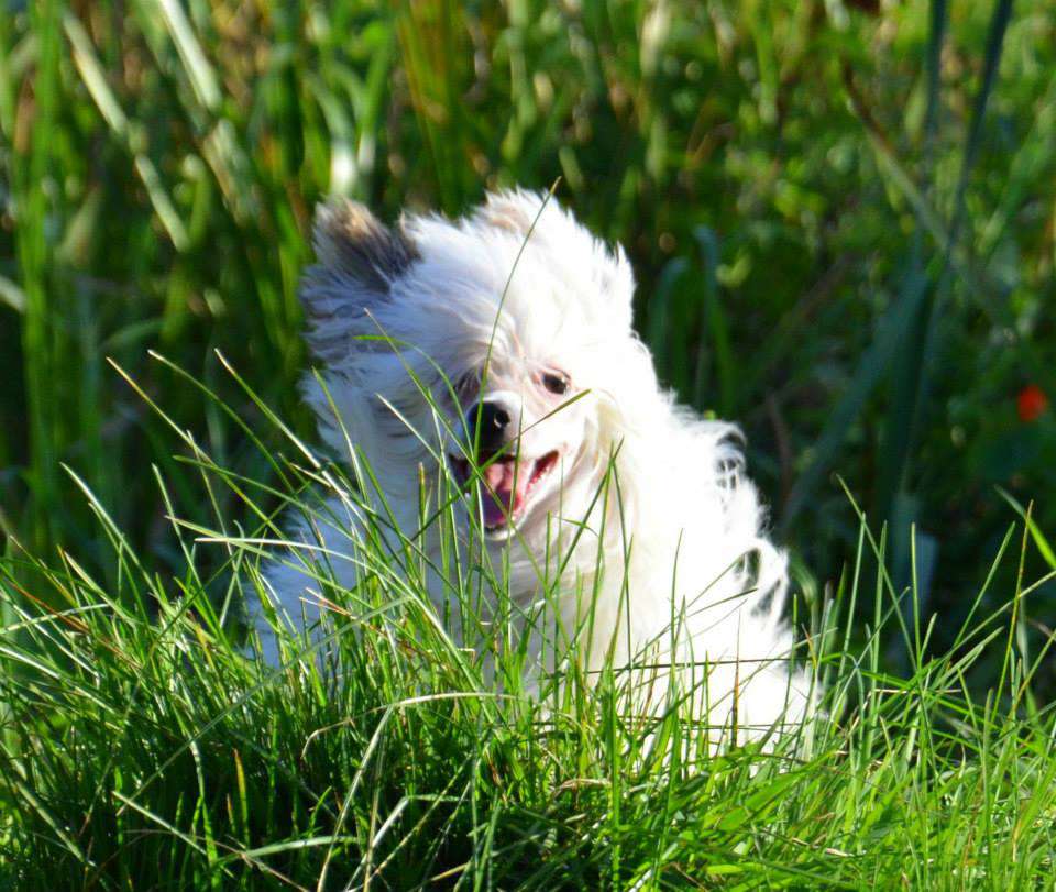 Aurora Borealis Clasius