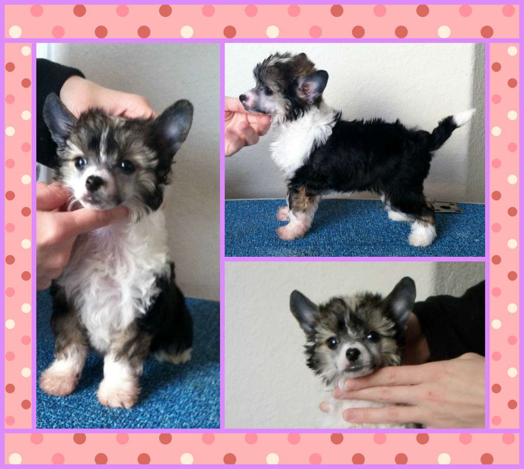 Gracieux Frisky Business