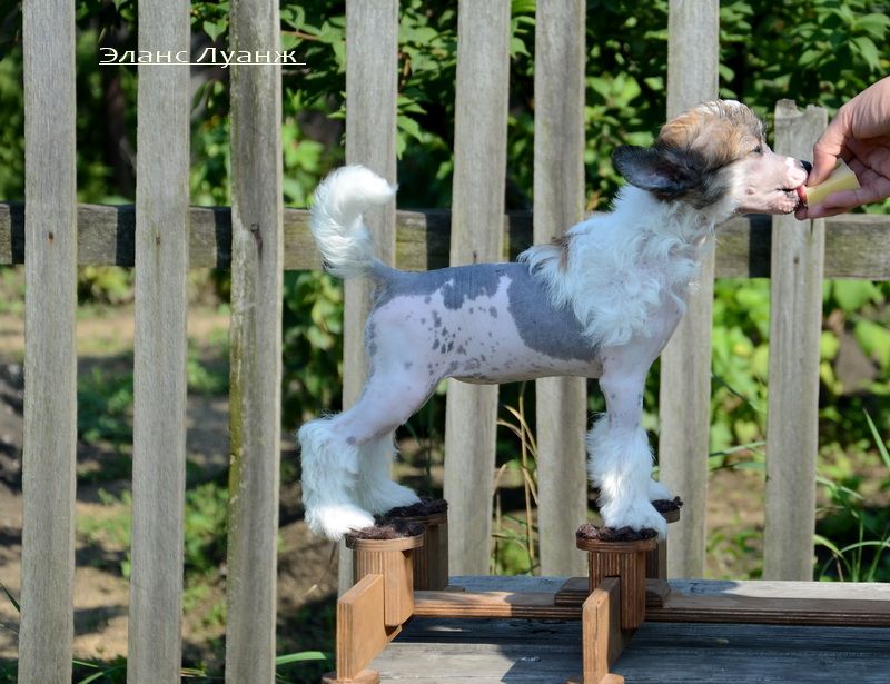 Elance Louange Gaitana Flirty