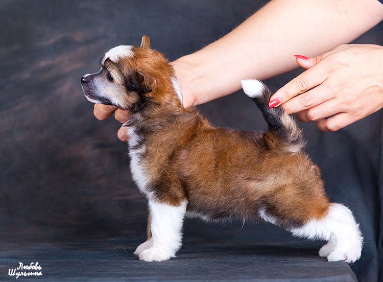 My Vanity Fair Gabriel (puff)