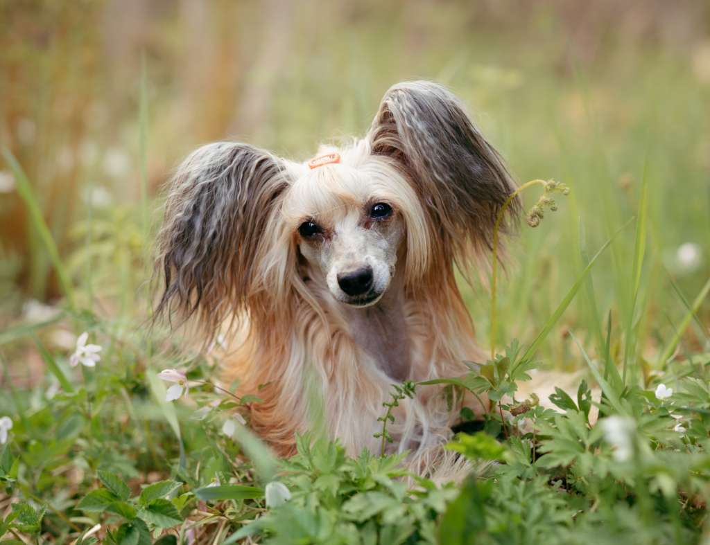 Crested Vixen's Cosmopolitan