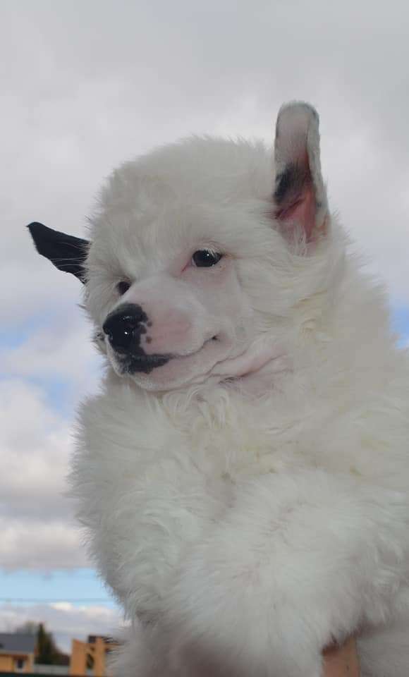 Amaterasu Hana Good Luck Boy