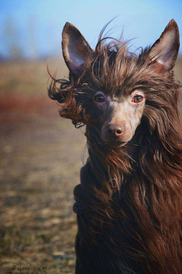 Bi-lav plus Colorful Lover Kiss