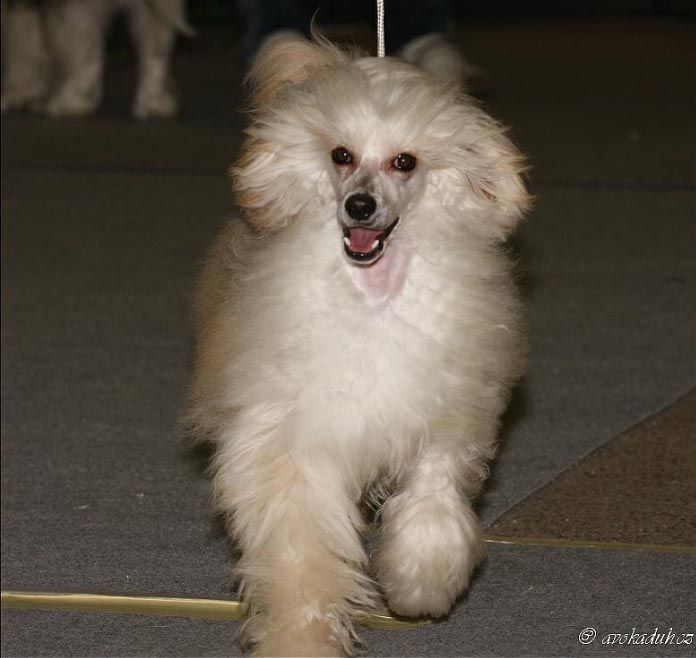 Ray of Light Gavany's Bohemia