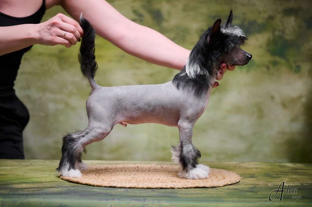 Kraspamir Limited Edition