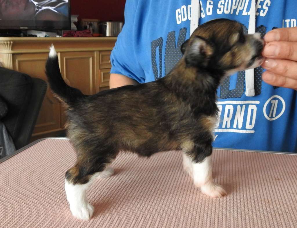 Zero Tolerance Thin Lizzy